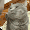 萌宠 猫咪 打 呆萌 可爱
