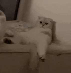 萌宠 猫咪 躺着 呆萌 可爱