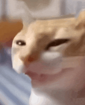 萌宠 猫咪 得意 呆萌 可爱
