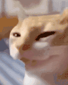 萌宠 猫咪 得意 呆萌 可爱