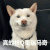 狗狗 真的栓Q歪瑞马奇