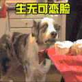 萌宠 猫咪 生无可恋脸 呆萌 可爱