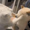 萌宠 猫咪 打你 呆萌 可爱