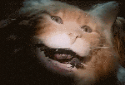 猫张嘴 表情包图片
