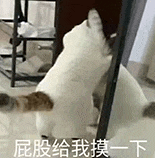 萌宠 猫咪 屁股给我摸一下 呆萌 可爱