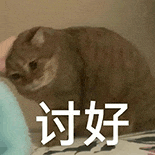 萌寵 貓咪 討好 呆萌 可愛