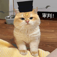 萌宠 猫咪 审判 呆萌 可爱