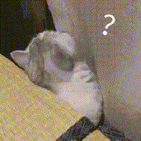 萌宠 猫咪 ？ 呆萌 可爱