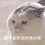萌寵 貓咪 要不說(shuō)你活的快樂(lè)呢 呆萌 可愛(ài)