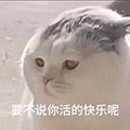 萌宠 猫咪 要不说你活的快乐呢 呆萌 可爱