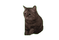 萌宠 猫咪 伤心 呆萌 可爱