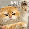 萌宠 猫咪 我反对 呆萌 可爱