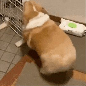 萌宠 狗狗 胖 呆萌 可爱