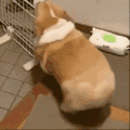萌宠 狗狗 胖 呆萌 可爱