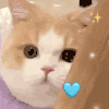 萌宠 猫咪 舔 呆萌 可爱