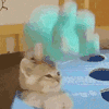 萌宠 猫咪 打 呆萌 可爱