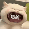 萌宠 猫咪 哈哈 呆萌 可爱