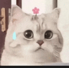 萌宠 猫咪 尴尬 呆萌 可爱
