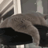 萌宠 猫咪 醒了 呆萌 可爱