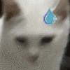 萌宠 猫咪 尴尬 呆萌 可爱