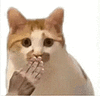 萌宠 猫咪 吃惊 呆萌 可爱