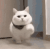 萌宠 猫咪 走路 呆萌 可爱