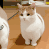 萌宠 猫咪 哦 呆萌 可爱