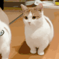 萌宠 猫咪 哦 呆萌 可爱