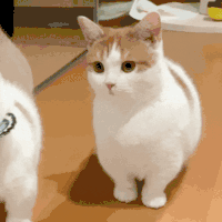 萌宠 猫咪 哦 呆萌 可爱