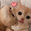 萌宠 猫星人 黏住 依赖 呆萌 可爱