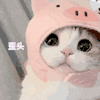 萌宠 猫咪 歪头 呆萌 可爱