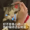 萌宠 猫咪 好不容易心动一次，我却输得这么彻底 呆萌 可爱