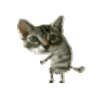 萌宠 猫咪 鬼畜呆萌 可爱