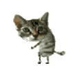萌宠 猫咪 鬼畜呆萌 可爱