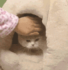 萌宠 猫咪 出现 呆萌 可爱
