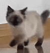 萌宠 猫咪 走路 呆萌 可爱