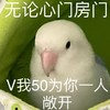小鸟 鸟图 沙雕 搞笑