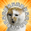 萌宠 猫咪 我要窝屎 呆萌 可爱