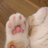 萌宠 猫咪 爱你 呆萌 可爱