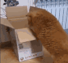 萌宠 猫咪 卡住 呆萌 可爱