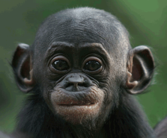 一只猴子表情包图片