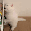 萌宠 猫咪 咬电线 呆萌 可爱
