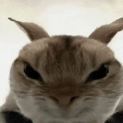 猫咪 可爱 沙雕 搞怪