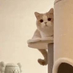 萌宠 猫咪 看着 呆萌 可爱