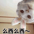 萌宠 猫咪 么西么西 呆萌 可爱