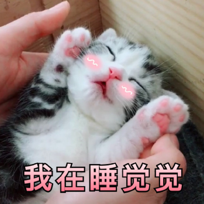 萌宠gif猫星人gif我在睡觉觉gif开心gif呆萌gif可爱gif