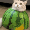 萌宠 猫咪 西瓜 呆萌 可爱