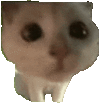 萌宠 猫咪 盯 呆萌 可爱