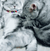 萌宠 猫咪 暧昧 呆萌 可爱