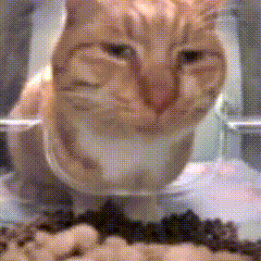 萌宠 猫咪 嫌弃 呆萌 可爱